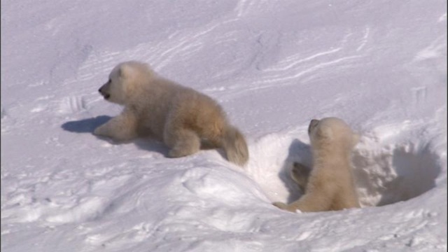 Mother Polar Bear and Cubs