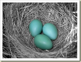 Click Here To Learn More About The Nesting Instinct