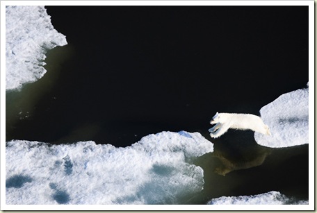 Polar Bear - Photo courtesy of Earthjustice.org