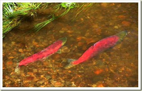 Salmon - Photo courtesy of Earthjutsice.org